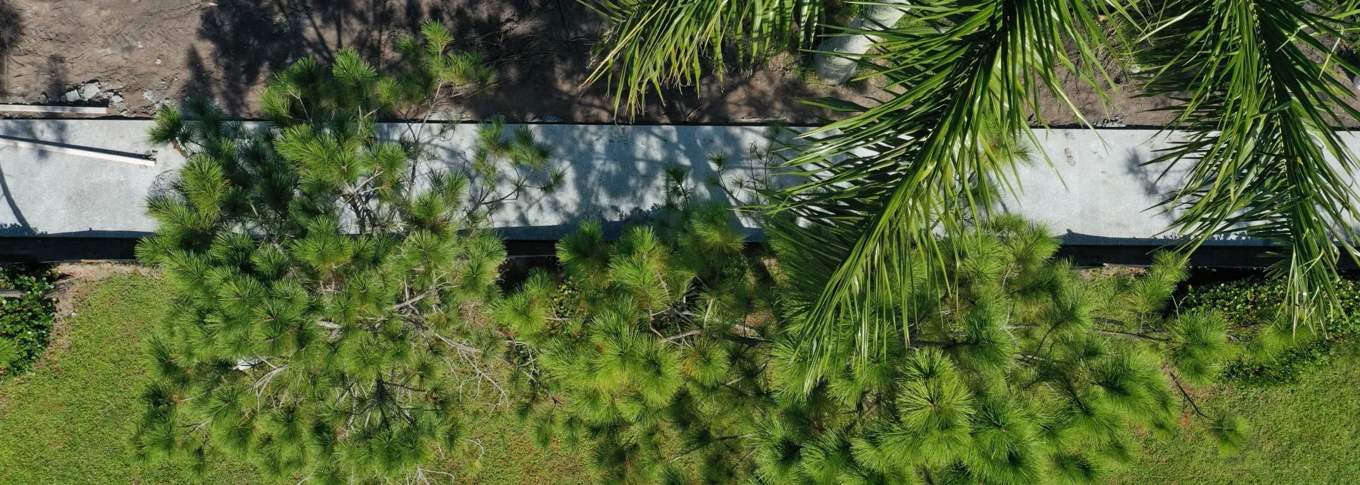 florida-palm-texture