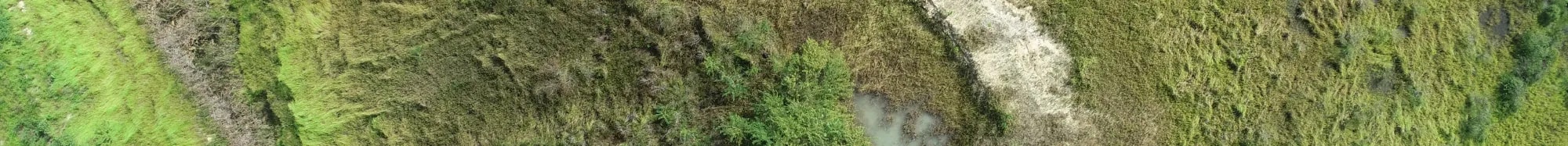 vegetation-texture