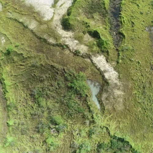 vegetation-texture