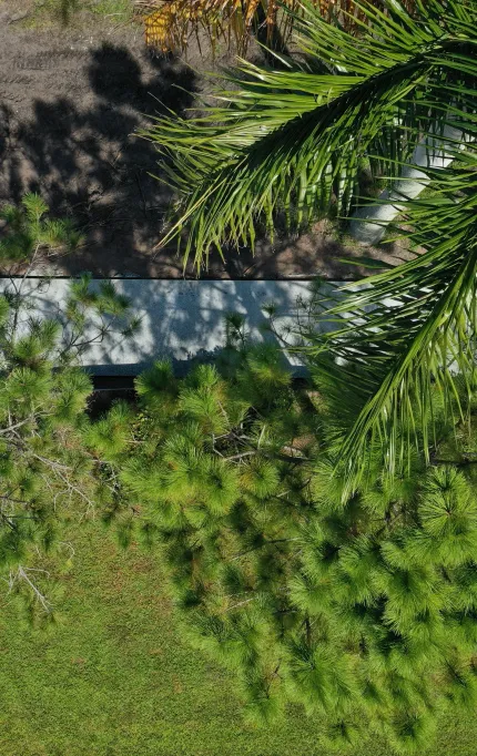 florida-palm-texture